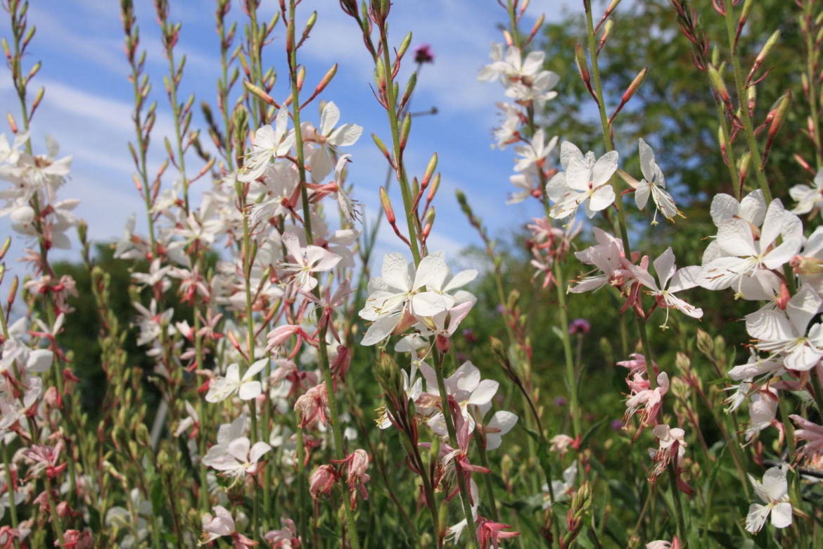 Gaura