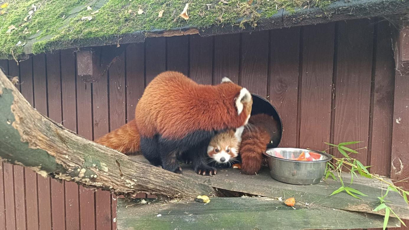 Powitajmy dwóch nowych mieszkańców toruńskiego ogrodu zoobotanicznego!