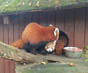 Powitajmy dwóch nowych mieszkańców toruńskiego ogrodu zoobotanicznego!