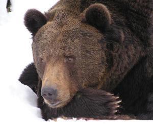Co za spotkanie w Bieszczadzkim lesie. Nagranie leśniczego wzbudza zachwyt. Śliczne niedźwiadki