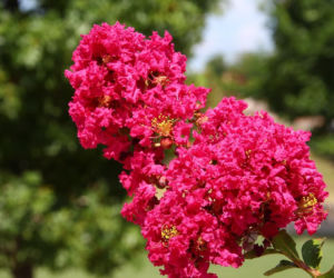Zapomnij o hortensji. Ten krzew kwitnie nieprzerwanie przez długie miesiące i jest znacznie bardziej odporny na upały