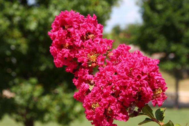 Zapomnij o hortensji. Ten krzew kwitnie nieprzerwanie przez długie miesiące i jest znacznie bardziej odporny na upały