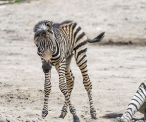 Zebra Chapmana