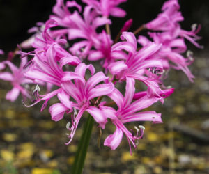 Nerine