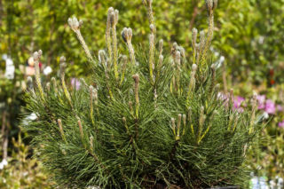 Sosna górska (kosodrzewina) var. pumilio - Pinus mugo var. pumilio