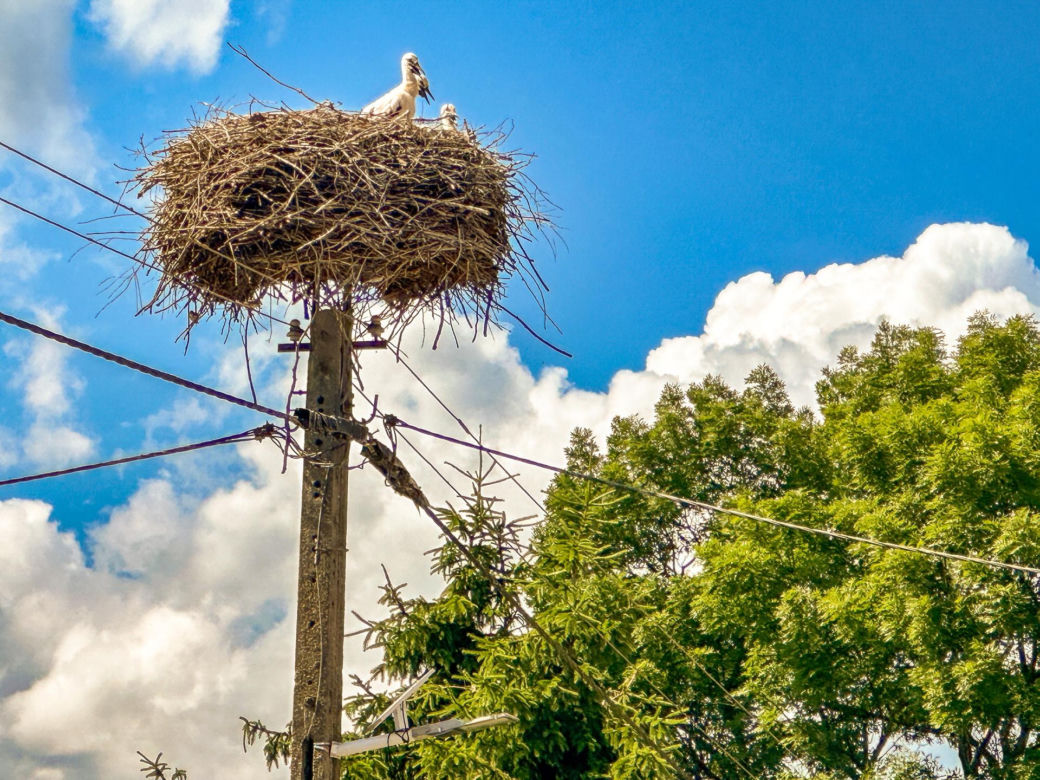 Bociania wieś znów tętni życiem. Żarłoczne orły w odwrocie