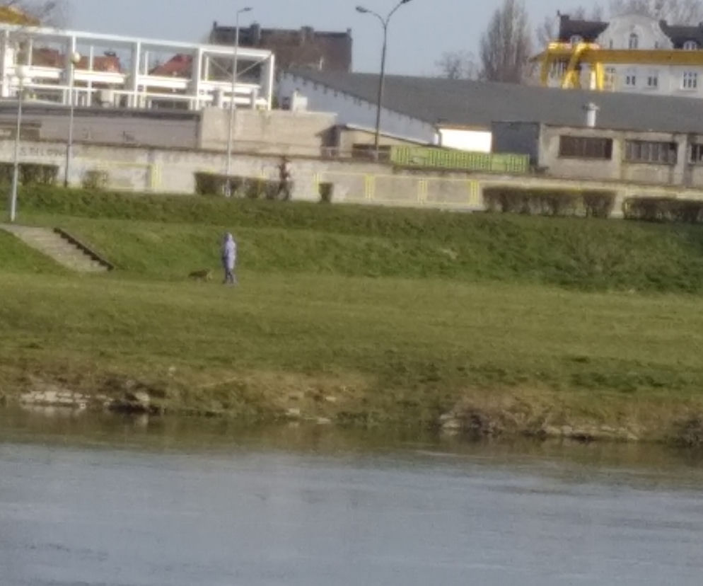Gorzów spacer z psem 