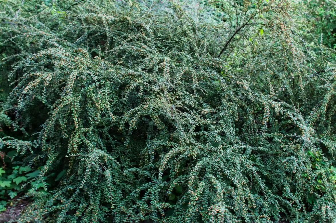 Irga Dielsa 