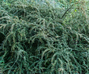 Irga Dielsa 