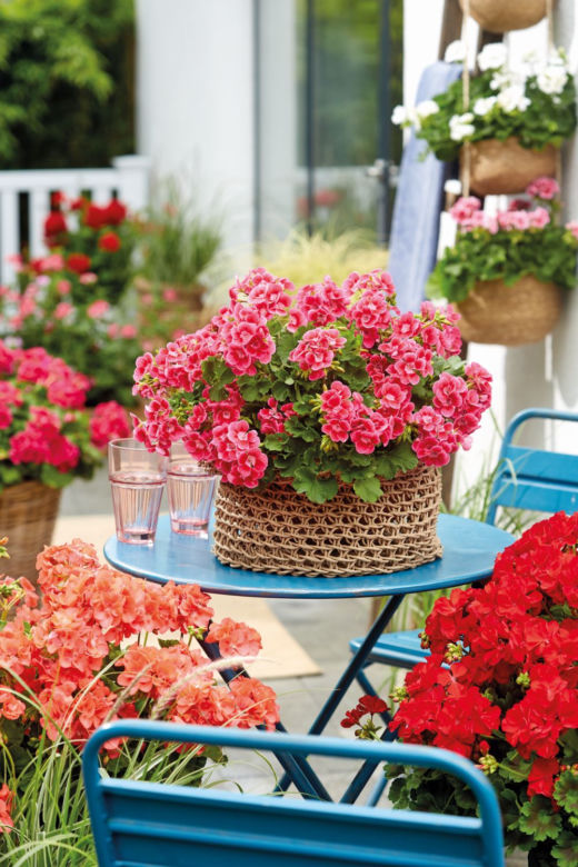 Taras pełen pelargonii