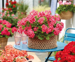 Taras pełen pelargonii