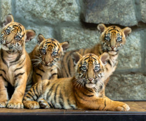 Narodziny tygrysich czworaczków w ZOO Wrocław były światową sensacją! Teraz Musi jedzie do Lizbony