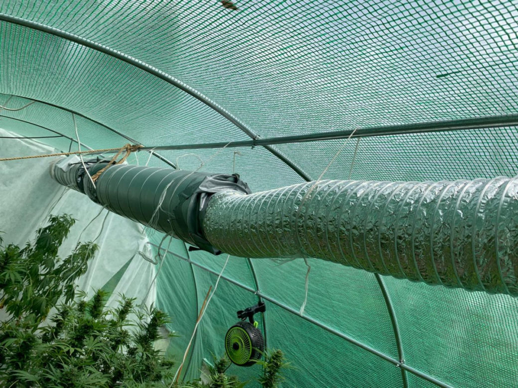 Potężna plantacja konopi pod Bochnią. Kobieta miała 116 krzaków