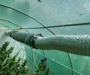 Potężna plantacja konopi pod Bochnią. Kobieta miała 116 krzaków