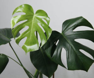 Monstera deliciosa