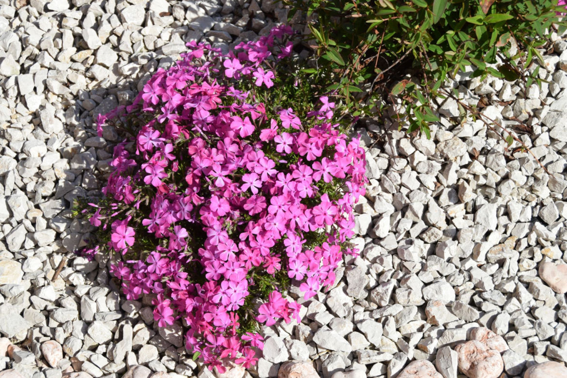 Floks szydlasty