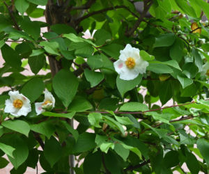 Stewarcja kameliowata