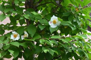 Stewarcja kameliowata