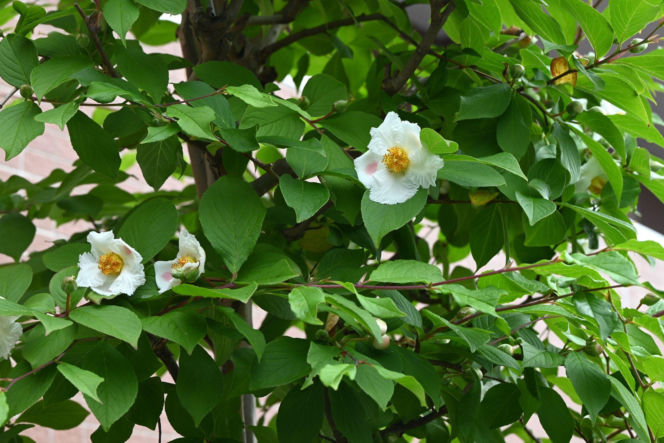 Stewarcja kameliowata