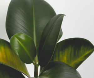 Skąd plamy na liściach fikusa sprężystego?