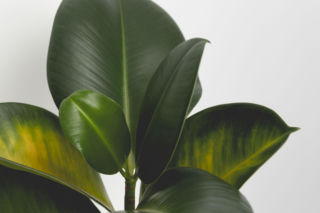 Jakie mogą być przyczyny pojawienia się plam na liściach fikusa sprężystego? Odpowiada ekspert