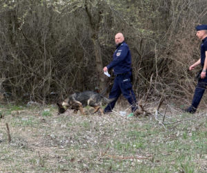 Wielkanocna awantura na ogórdkach działkowych. W ruch poszedł nóż