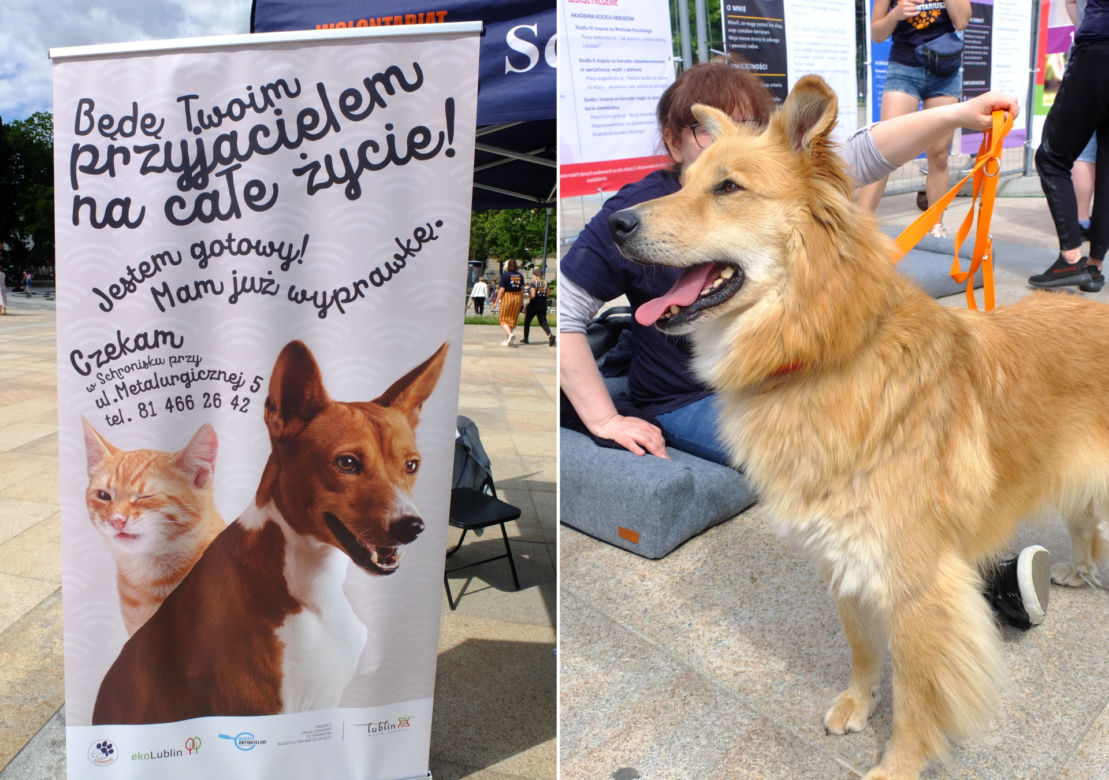Szukały kochających ludzi na Placu Litewskim