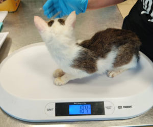 Horror we Wrocławiu! 46 kotów w jednym mieszkaniu. Głodne, niewidome, bez wody