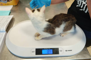 Horror we Wrocławiu! 46 kotów w jednym mieszkaniu. Głodne, niewidome, bez wody