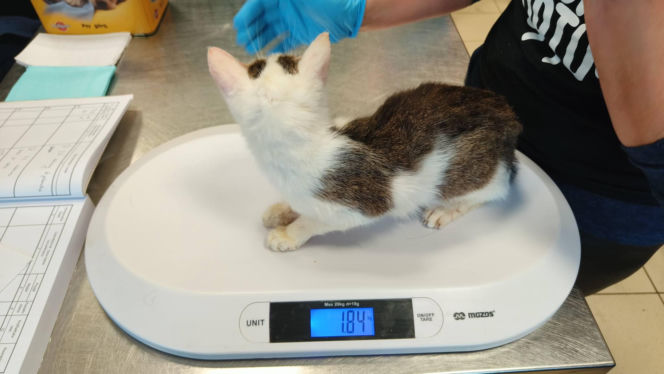 Horror we Wrocławiu! 46 kotów w jednym mieszkaniu. "Głodne, niewidome, bez wody"