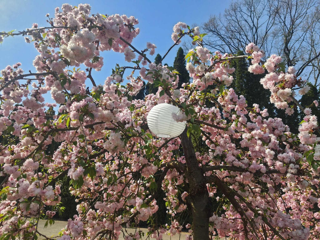 Kwitnące wiśnie i magnolie w Ogrodzie Botanicznym w Powsinie