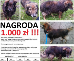 Rodzina szuka Małego! Widziałeś go?