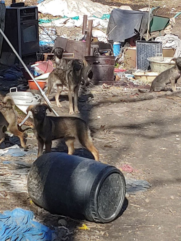 Makabra pod Płockiem! "Z głodu zjadały same siebie, spały w dywanie z odchodów" [ZDJĘCIA]
