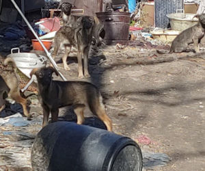 Makabra pod Płockiem! Z głodu zjadały same siebie, spały w dywanie z odchodów [ZDJĘCIA]