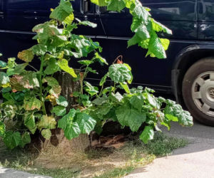 Wycięte drzewa w centrum Szczecina nagle odżyły