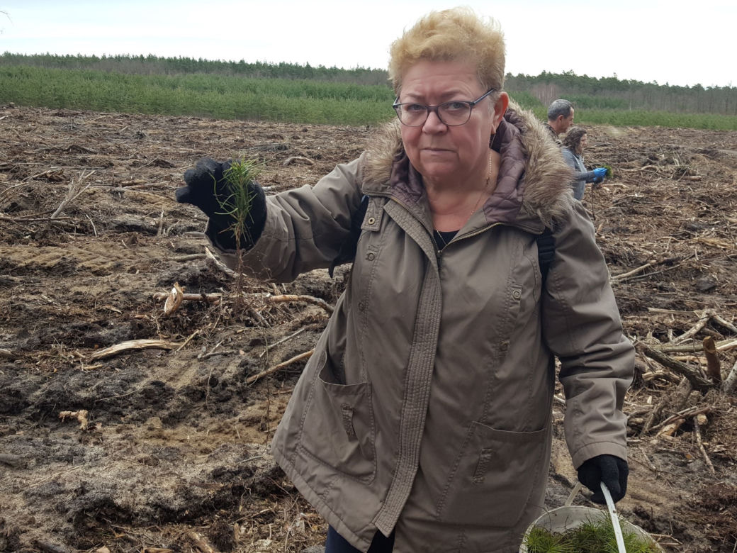 Posadzili kawałek lasu w miejscu wyciętego