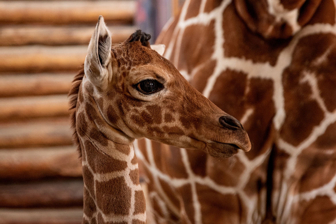 We wrocławskim zoo urodziła się żyrafa