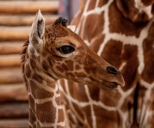 We wrocławskim zoo urodziła się żyrafa
