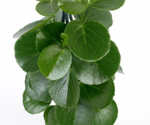 Cissus cukrowy
