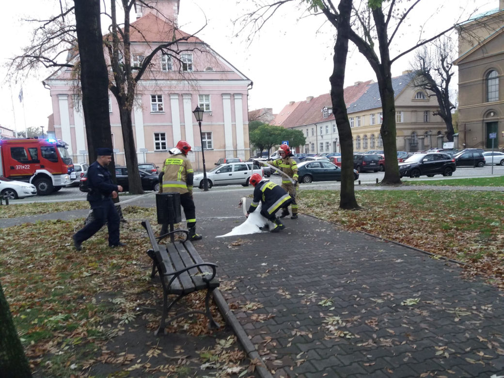 Wielka obława na łabędzia