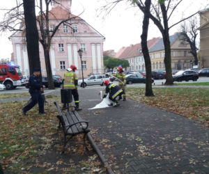 Wielka obława na łabędzia