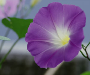 Wilec purpurowy