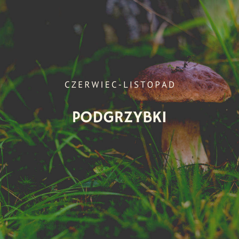 Podgrzybki