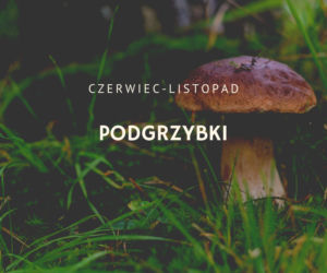 Kalendarz grzybiarza. Kiedy jest sezon na poszczególne grzyby?