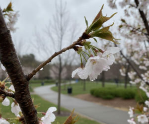 Pogoda na weekend w Gdańsku 3-5 kwietnia. Niedziela przyniesie wyraźne ocieplenie