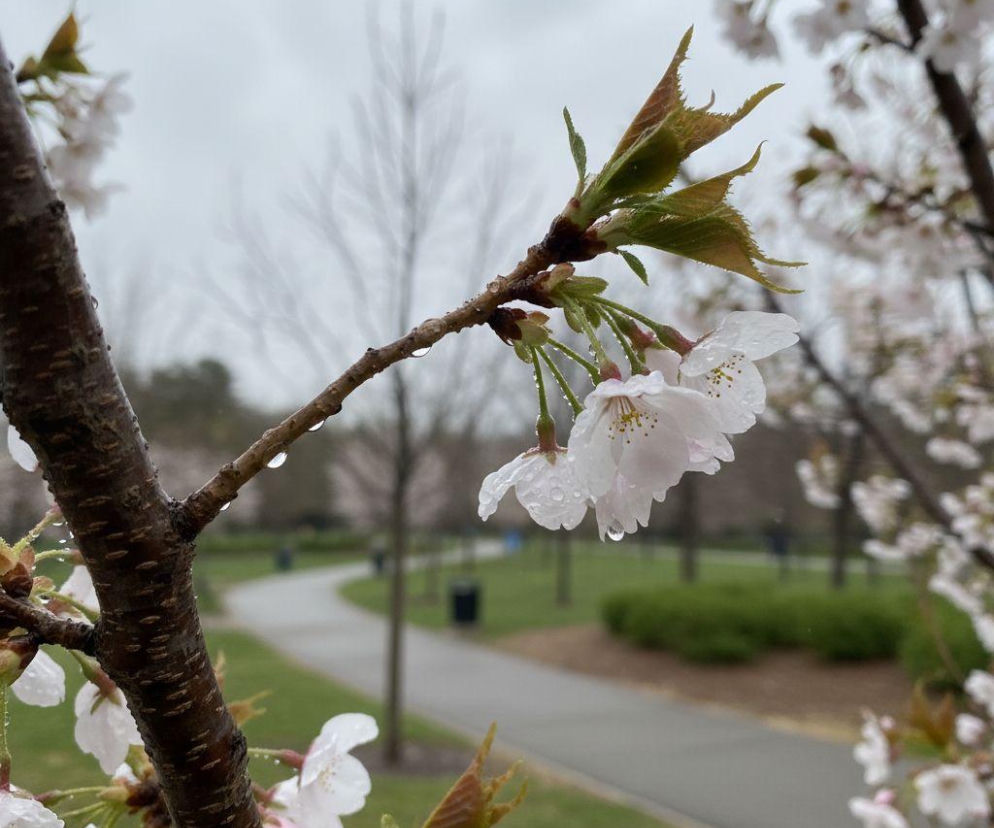 Pogoda na weekend w Gdańsku 3-5 kwietnia. Niedziela przyniesie wyraźne ocieplenie