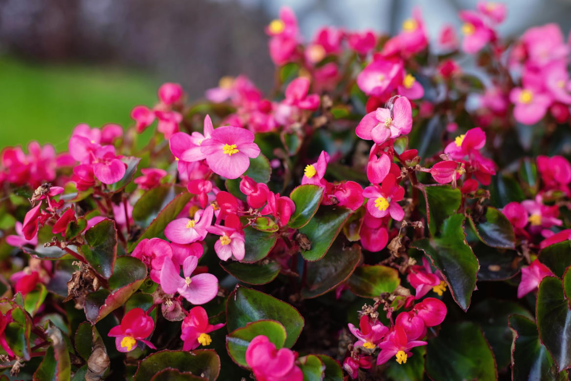 Begonia stale kwitnąca 