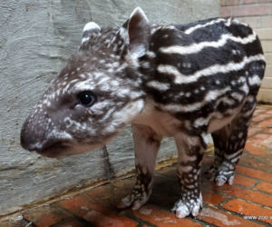 Mała Sara z wrocławskiego zoo