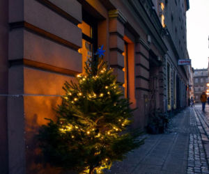 Choinki udekorowały ulice Poznania