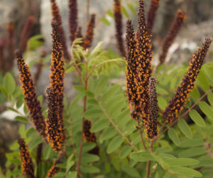 Amorfa krzewiasta (Amorpha fruticosa)